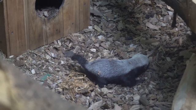 Самка медоеда приучает своего медоедика гулять самостоятельно. 19.02.2023 смотреть онлайн