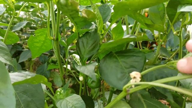 #огорододача чудо перцы на 17.07.2021. завязывается второй урожай. смотреть онлайн