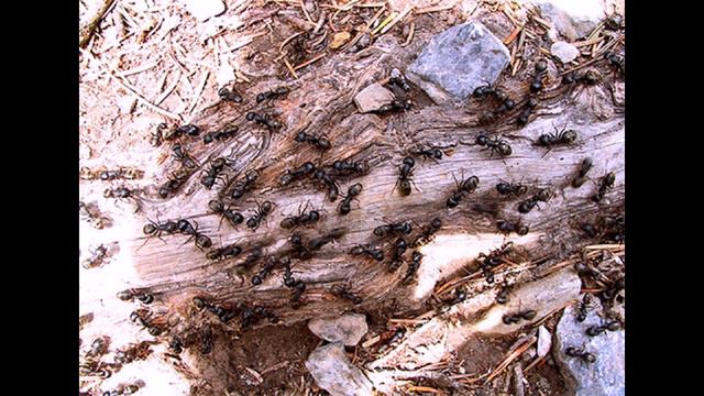 Чумолилар Хакида Кизикарли Фактлар  / Chumolilar Haqida Qiziqarli Faktlar