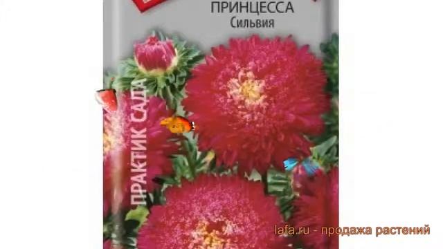 Астра обыкновенный Сильвия (silviya) ? астра Сильвия обзор: как сажать семена астры Сильвия смотреть онлайн