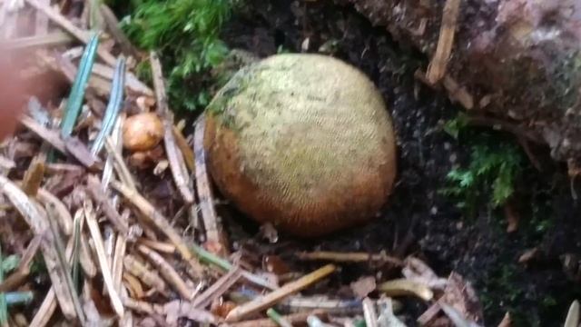 Jeleniak (Elaphomyces) Dolina Chochołowska смотреть онлайн