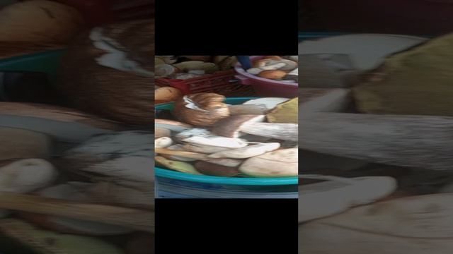 тихая охота 🍄