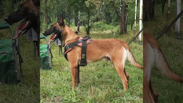 щенки стоят на продажу смотреть онлайн