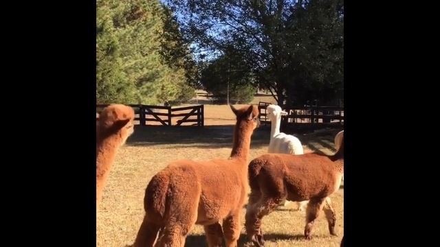 Funny Alpaca compilation смотреть онлайн