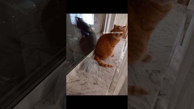 Кот Рыжик, на подоконнике, животные