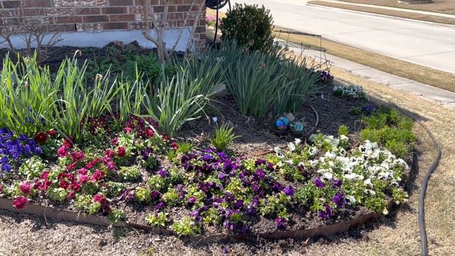 Proven Winners Supertunias 🌺🌺🌺 || Transplanting Annuals || Petunia Plant Care || Petunias смотреть онлайн