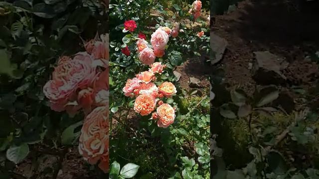 Мэри Энн/ Кетано