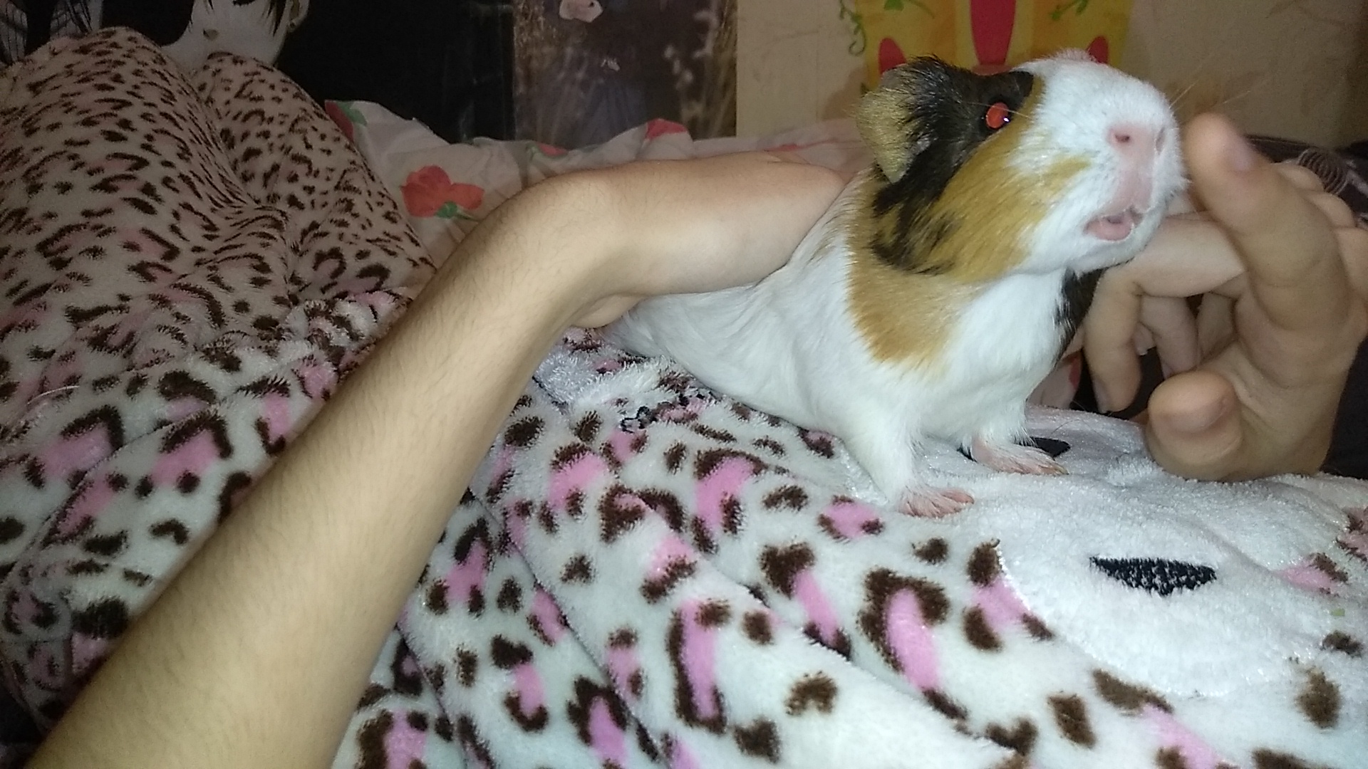 ПРИРУЧЕНИЕ СВИНКИ К РУКАМ смотреть онлайн