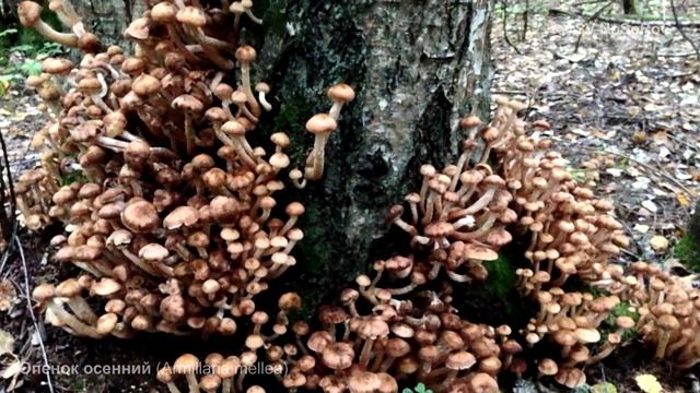 Опенок осенний (Armillaria mellea) смотреть онлайн