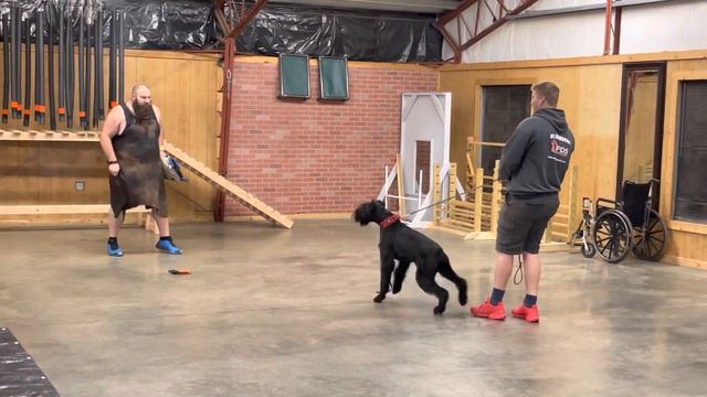 Giant Schnauzer Super Star "Jake" 16 Mo's Obedience/Protection Demo @ Protection Dog Sales смотреть онлайн