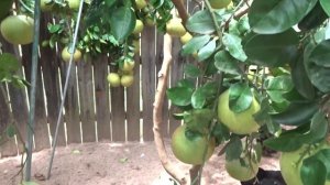 Цитруси . Pink Hirado Buntan pummelo