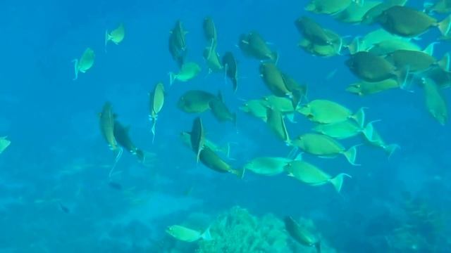 Морские жители Марса Алама. Египет. Underwater World of Egypt. Marsa Alam. RELAX-VIDEO смотреть онлайн