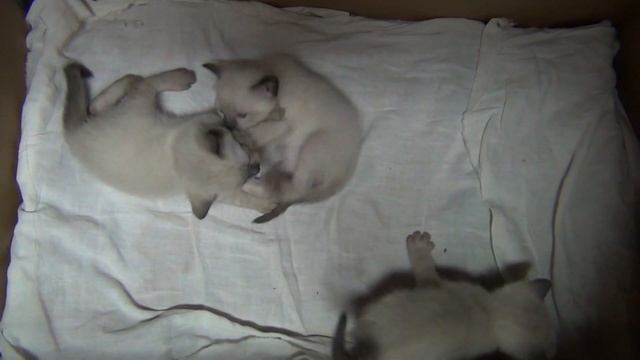 Тайские котята 3 неднели смотреть онлайн