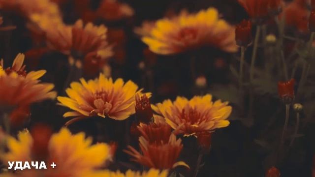 14 октября Покров Пресвятой Богородицы . Что нельзя делать 14 октября в Покров . Традиции и приметы смотреть онлайн