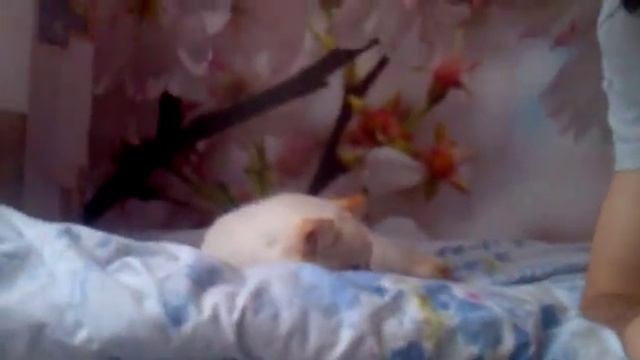 Рыгнул коту в ухо смотреть онлайн