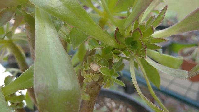 Эониум атропурпуреум в период роста. Виды и сорта эониумов