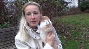 Стоит ли заводить кролика? Кролик как домашний питомец, что нужно знать о кроликах