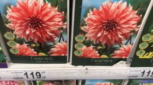 Посадочный материал в Ашане! Есть даже Амариллисы!