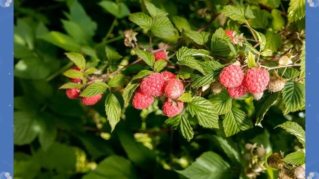 Средства от малинной галлицы - Raspberry Glitz Remedies смотреть онлайн