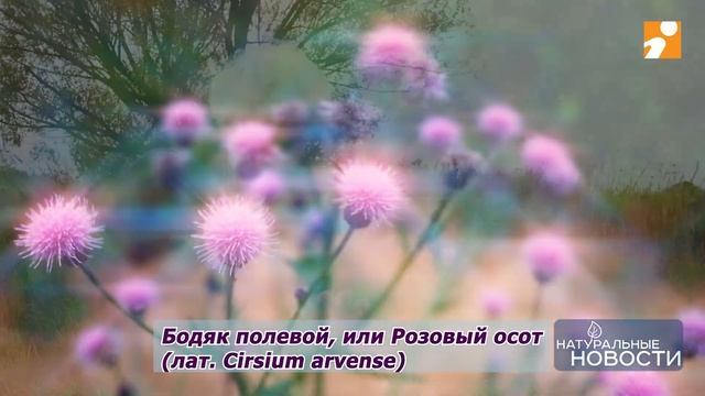 Средство от «нечистой силы» продолжает цвести под Тверью смотреть онлайн