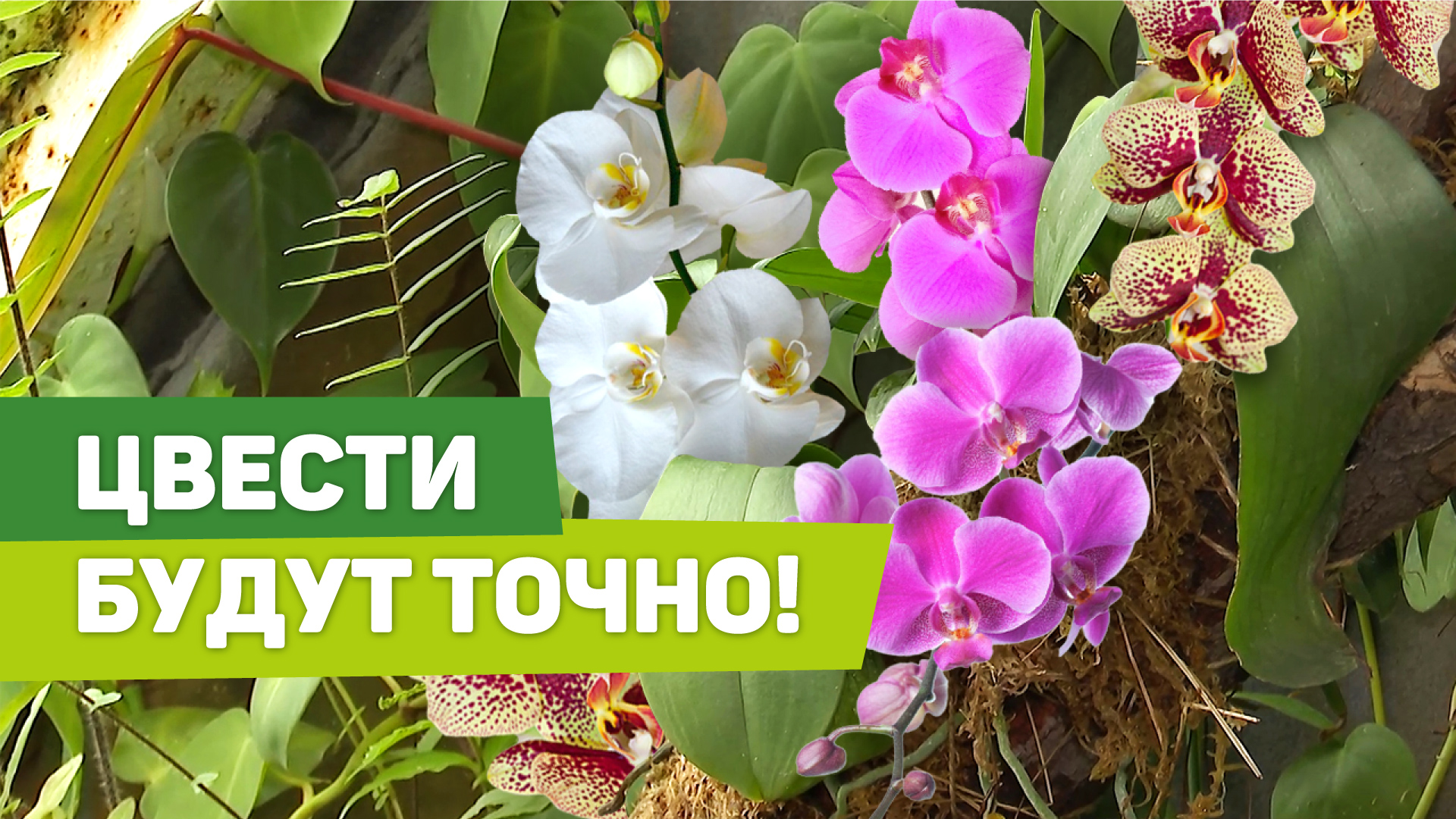 СПОСОБ ПОСАДКИ ОРХИДЕИ. Необычный и эффективный смотреть онлайн