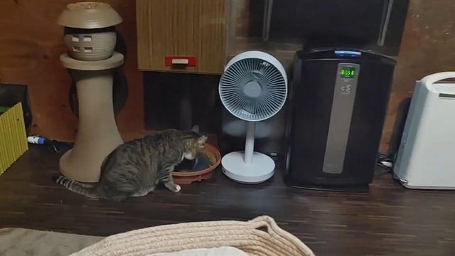✨猫の楽園✨お仕事をしながらの81匹の保護猫と別チャンネル家猫11匹との生活日記！今日は11月6日の和モダンの間の社員達をお届けします смотреть онлайн