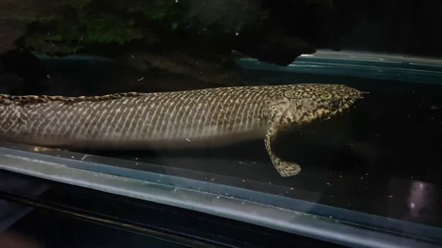 Polypterus Ornatipinnis смотреть онлайн