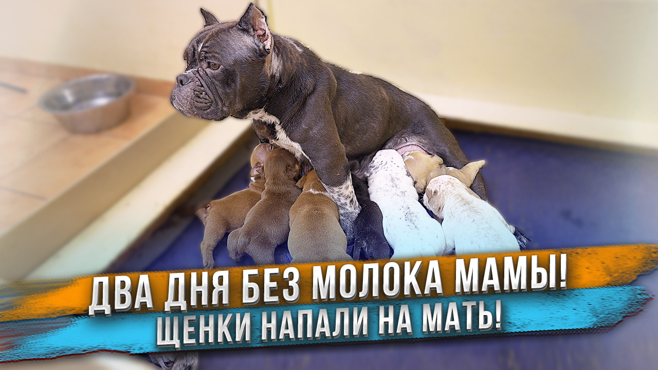 Голодные щенки накинулись на мать! 48 часов без молока. смотреть онлайн