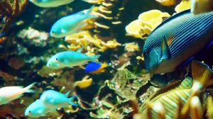 Aquarium 4K VIDEO (ULTRA HD) 🐠 Beautiful Relaxing Coral Reef Fish - Relaxing Sleep Meditation Music