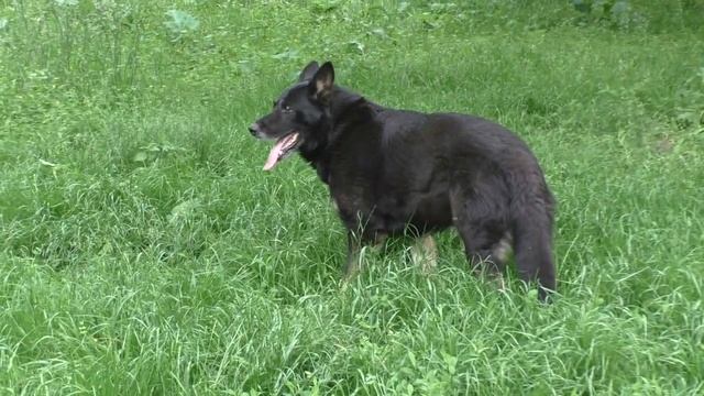 Имо - черноподпалый кобель Немецкой овчарки 9 лет. German Shepherd 9 years. смотреть онлайн