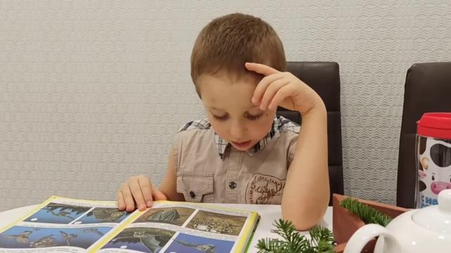 Животные. Дикие животные. Жизнь леса. смотреть онлайн