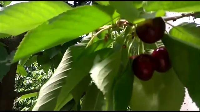 ЧЕРЕШНИ НОВЫЕ СОРТА смотреть онлайн
