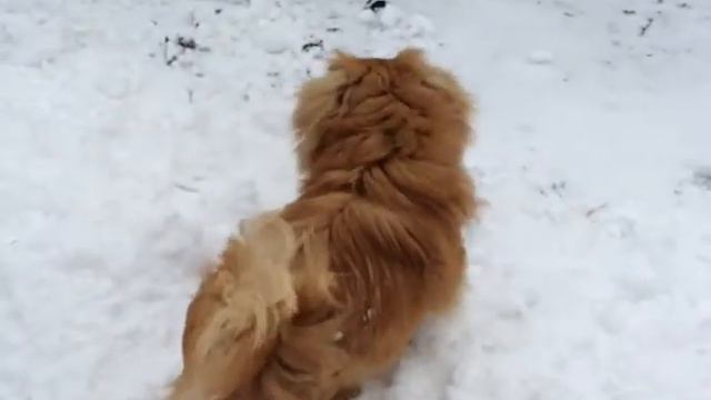 Пекинес Чаппи впервые в своей жизни увидел снег смотреть онлайн