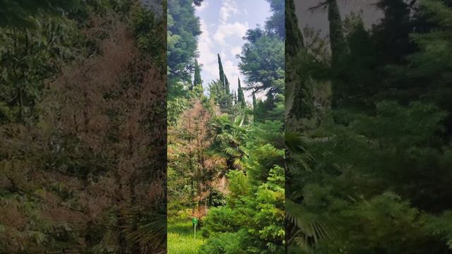 Сочинский Дендрарий смотреть онлайн