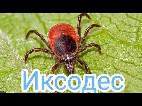 Иксодес финал