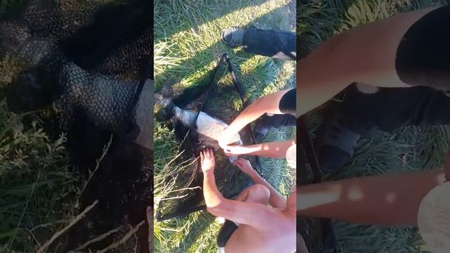 рыбалка на толстолобика смотреть онлайн