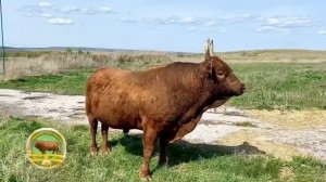 Калмыцкий Бык.