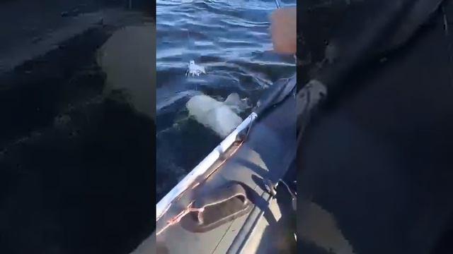 рыбалка на Волге октябрь попался со м ёнок маленький смотреть онлайн