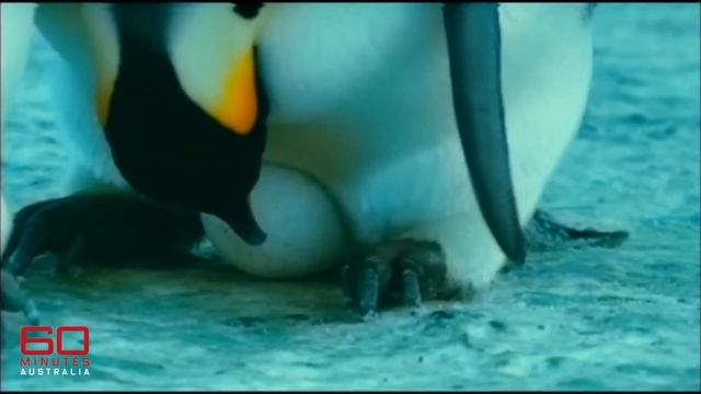 Antarctic penguins: the incredibly fragile survival of emperor penguin chicks | 60 Minutes Australi смотреть онлайн