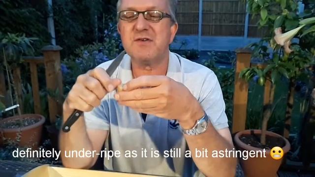 Sapodilla / Chiku Fruit Tasting UK And Seed Harvesting