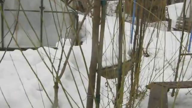 Беседка из живого дерева