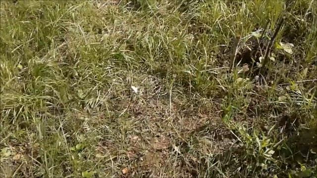 Огород в лесу... смотреть онлайн