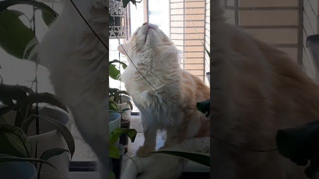 Мейн кун Никсон и голуби смотреть онлайн