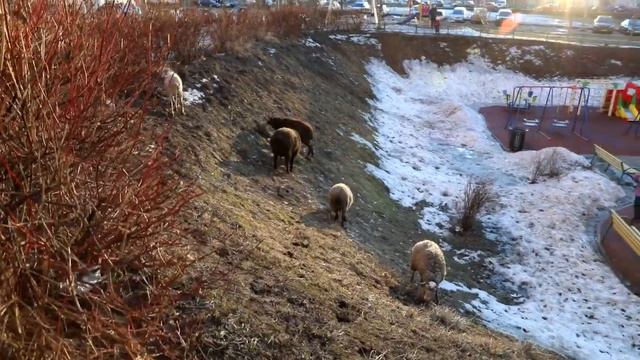 Овцы в городе смотреть онлайн