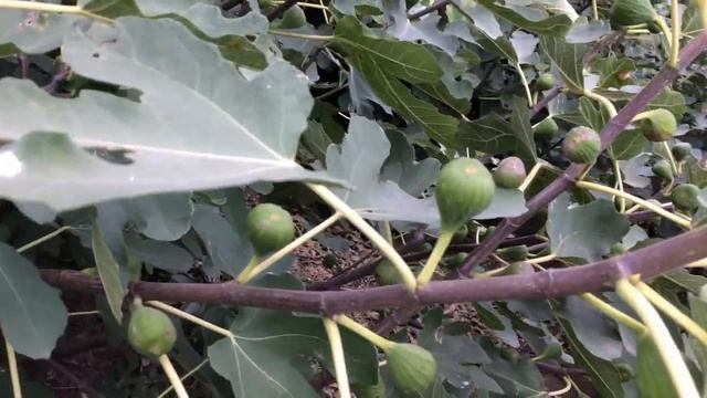 Главный Секрет Инжира #2 - Инжир Должен Доставлять... смотреть онлайн