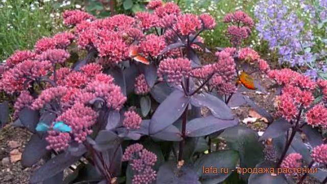 Седум гибридный Джози Аубергайн ? Джози Аубергайн обзор: как сажать, саженцы седума Джози Аубергайн смотреть онлайн