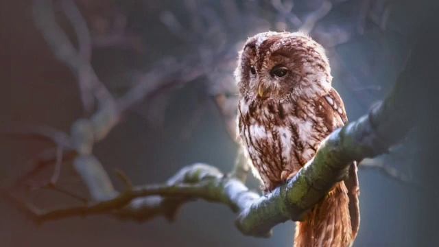 Shamanic healing audio - meet your power spirit animal - light language healing and activation смотреть онлайн
