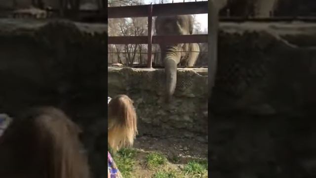 Зоопарк Алматы , кормим слона ) смотреть онлайн