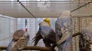 ? Учим попугая по имени Арчи говорить, видеоурок 5: "Арчик - зайчик!"