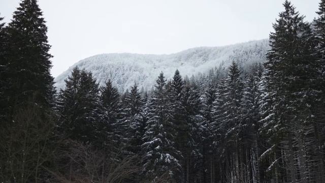 Ancient Spirits of the Forest смотреть онлайн